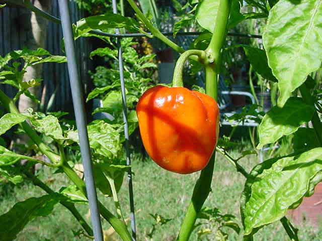 40 Orange SCOTCH BONNET PEPPER very hot Jamaican Capsicum Chinense Vegetable Seeds