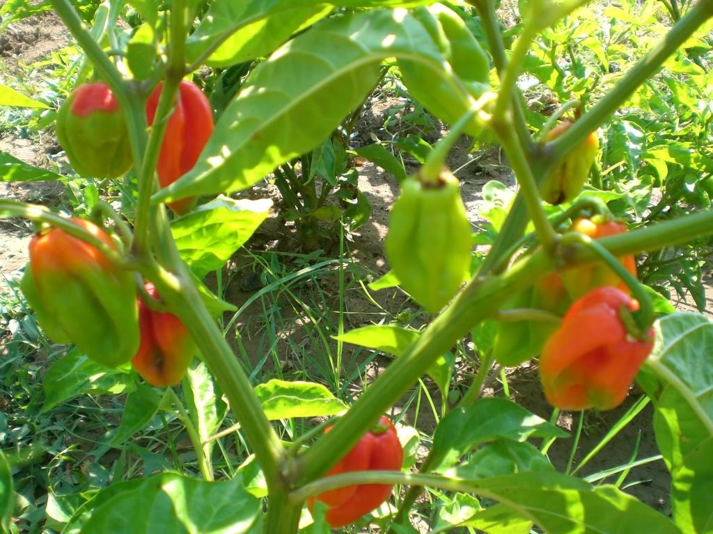 40 Orange SCOTCH BONNET PEPPER very hot Jamaican Capsicum Chinense Vegetable Seeds