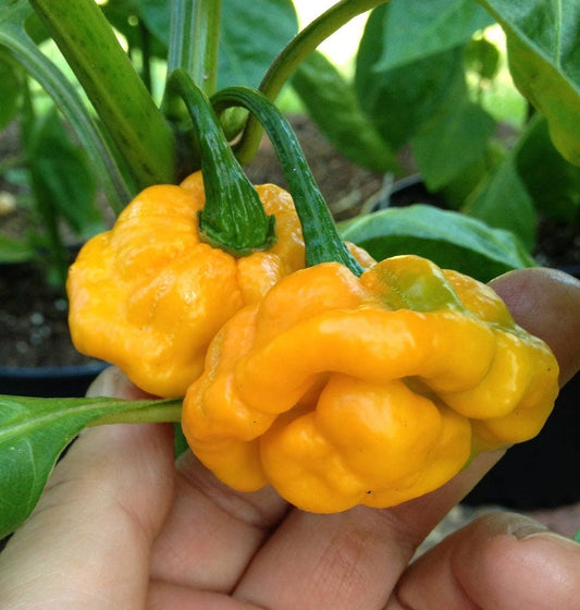 40 Yellow SCOTCH BONNET PEPPER very hot Jamaican Capsicum Chinense Vegetable Seeds