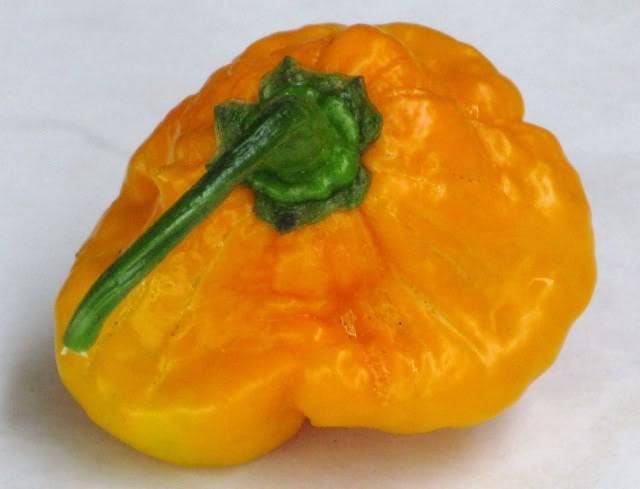 40 Yellow SCOTCH BONNET PEPPER very hot Jamaican Capsicum Chinense Vegetable Seeds