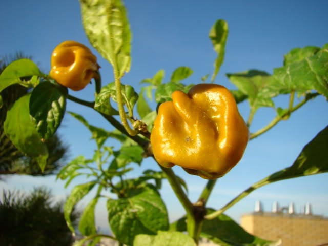 40 Yellow SCOTCH BONNET PEPPER very hot Jamaican Capsicum Chinense Vegetable Seeds