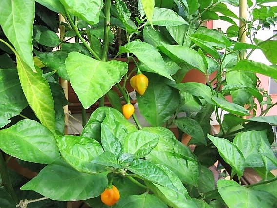 40 Yellow SCOTCH BONNET PEPPER very hot Jamaican Capsicum Chinense Vegetable Seeds
