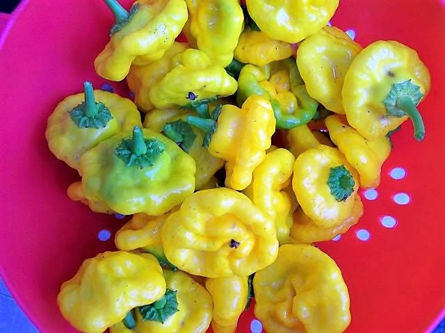 40 Yellow SCOTCH BONNET PEPPER very hot Jamaican Capsicum Chinense Vegetable Seeds