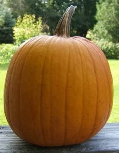 50 CONNECTICUT FIELD PUMPKIN BigTom Orange Yankee Cucurbita Pepo Vegetable Seeds
