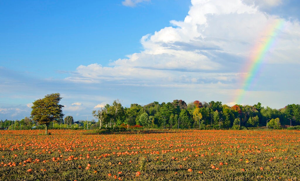 50 CONNECTICUT FIELD PUMPKIN BigTom Orange Yankee Cucurbita Pepo Vegetable Seeds