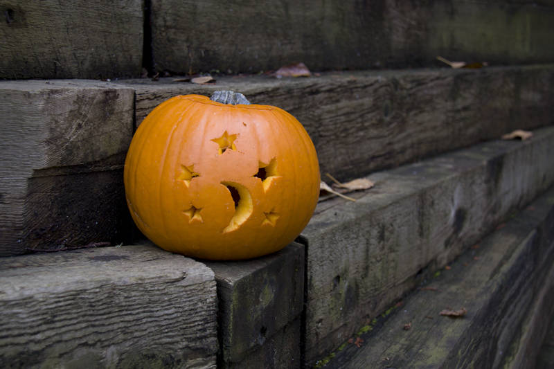 50 CONNECTICUT FIELD PUMPKIN BigTom Orange Yankee Cucurbita Pepo Vegetable Seeds