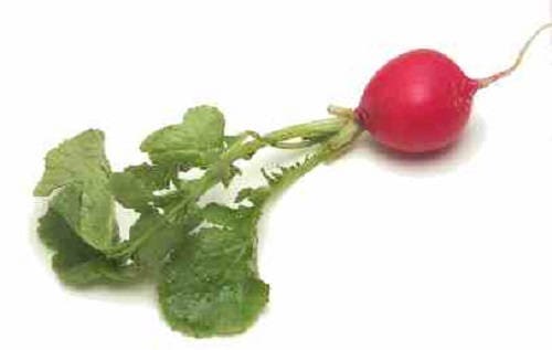 500 CHAMPION RADISH Sweet Scarlet Red Raphanus Sativus Root Vegetable Seeds