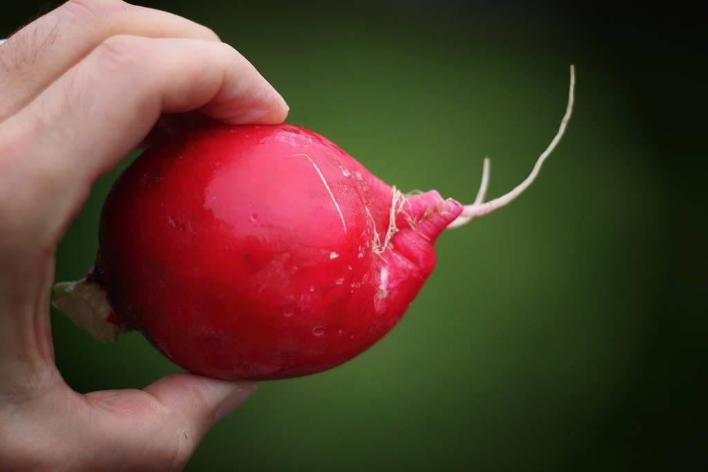 500 CHAMPION RADISH Sweet Scarlet Red Raphanus Sativus Root Vegetable Seeds