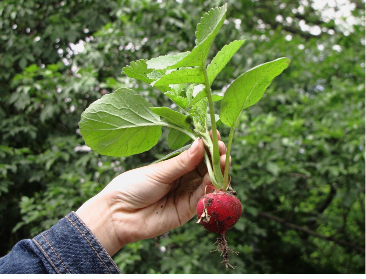 500 CHAMPION RADISH Sweet Scarlet Red Raphanus Sativus Root Vegetable Seeds