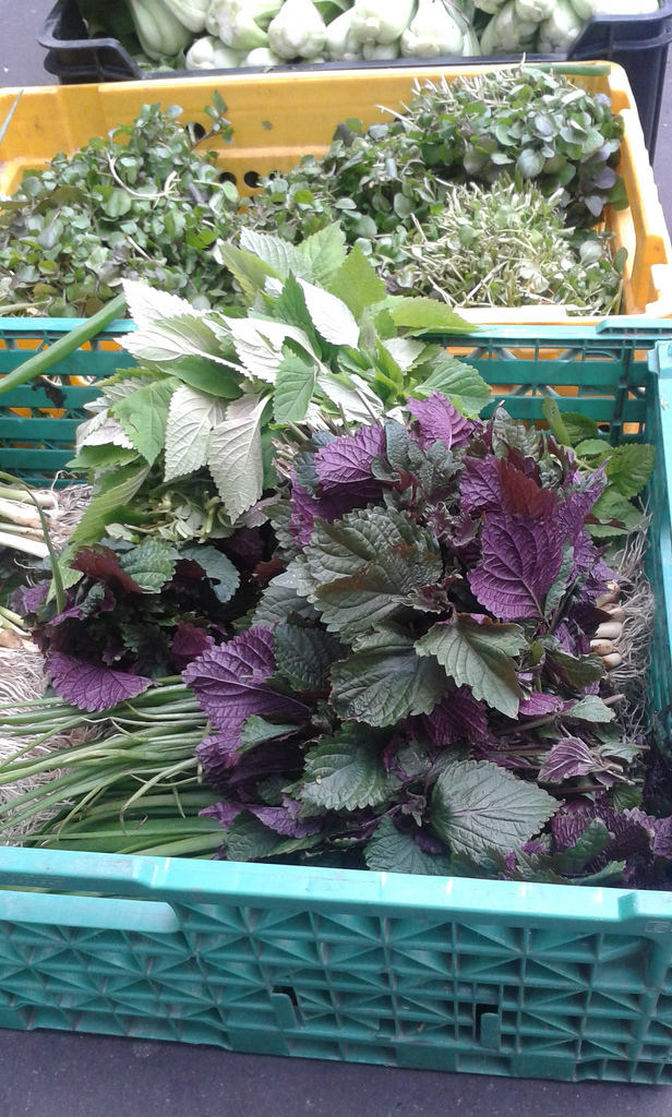 300 PURPLE SHISO aka PERILLA Frutescens Ornamental Herb Seeds Green & Purple