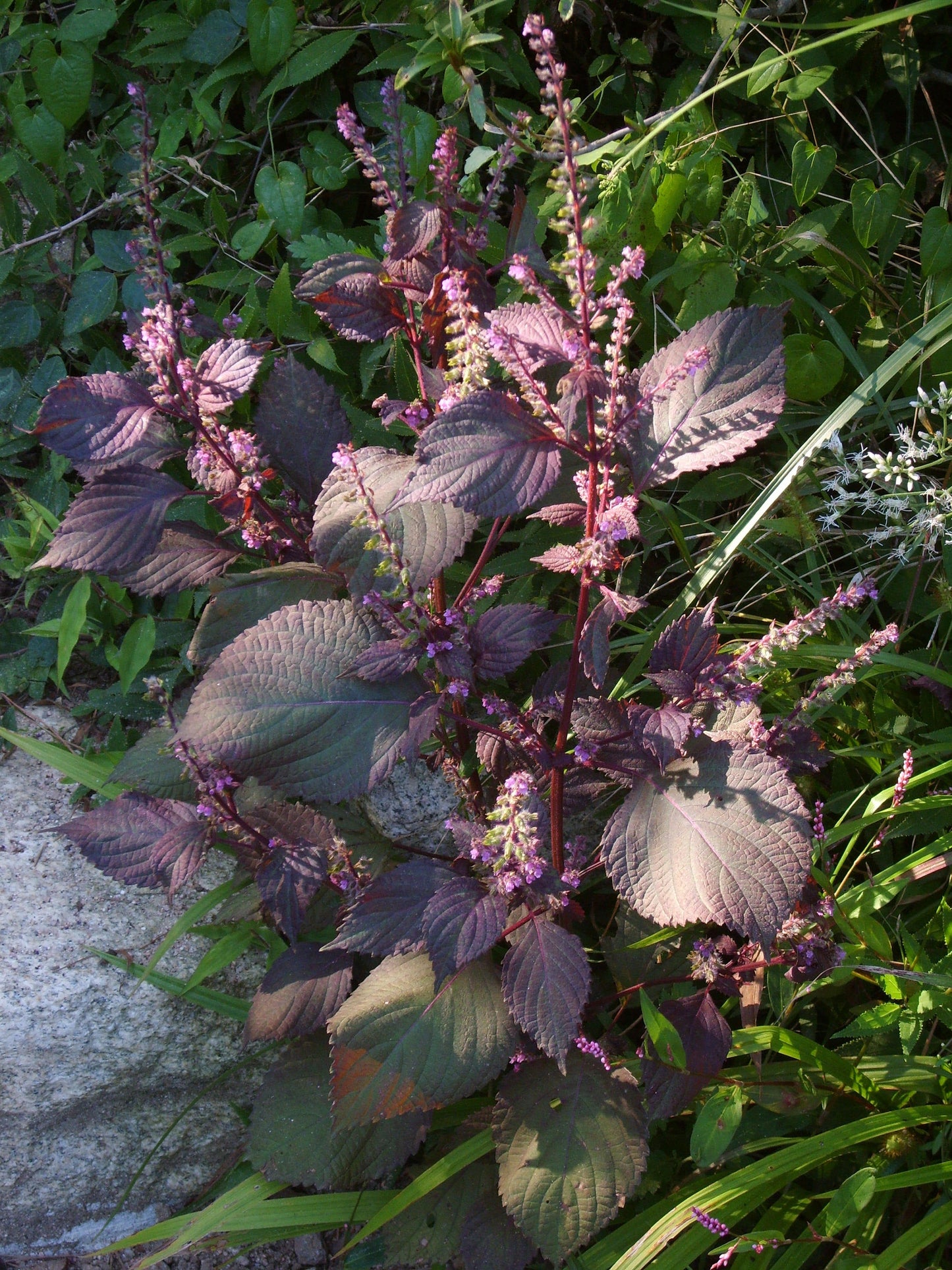 300 PURPLE SHISO aka PERILLA Frutescens Ornamental Herb Seeds Green & Purple