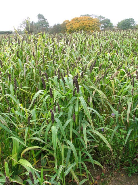 50 M81E SORGHUM Light Amber Syrup Bicolor Vegetable Grain Seeds