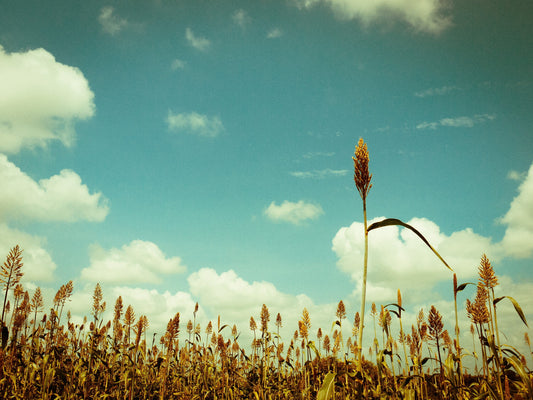 20 IOWA SWEET SORGHUM Bicolor Syrup Vegetable Grain Seeds