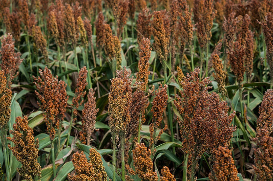 100 Wild Game FOOD PLOT SORGHUM aka Milo Deer & Game Bird Bicolor Seeds