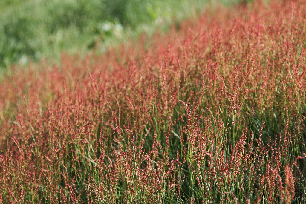 100 SHEEP SORREL Rumex Acetosella Red Field Sorrel Sour Weed Herb Flower Seeds