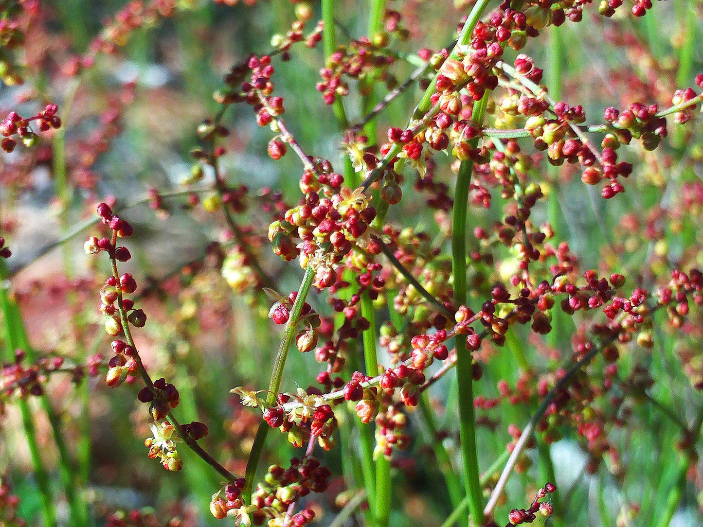 100 SHEEP SORREL Rumex Acetosella Red Field Sorrel Sour Weed Herb Flower Seeds