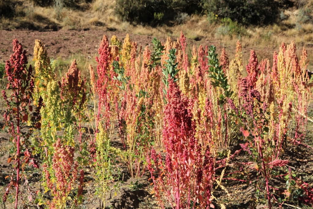 50 Organic RED AZTEC SPINACH Huauzontle Chenopodium Berlandieri Greens Vegetable Seeds