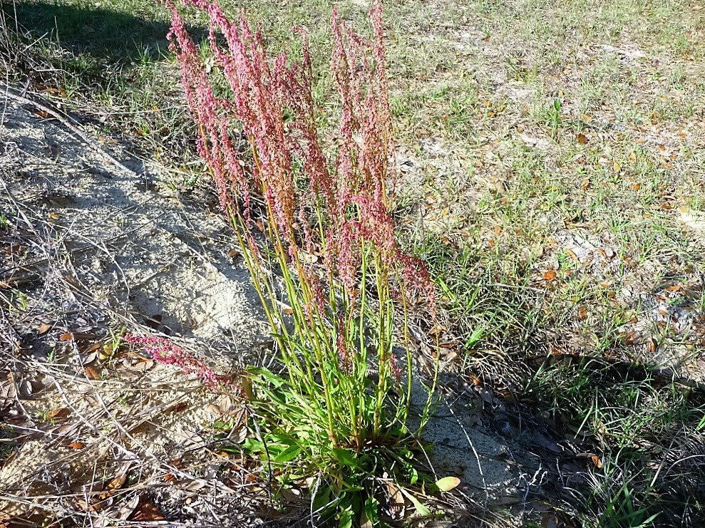 50 Organic RED AZTEC SPINACH Huauzontle Chenopodium Berlandieri Greens Vegetable Seeds