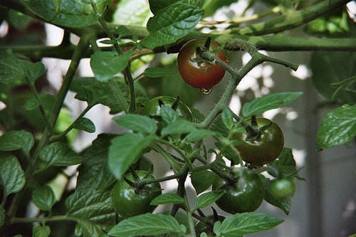 50 BLACK CHERRY TOMATO Black Skin Sweet Round Lycopersicon Fruit Vegetable Seeds