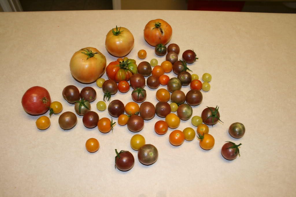 50 BLACK CHERRY TOMATO Black Skin Sweet Round Lycopersicon Fruit Vegetable Seeds