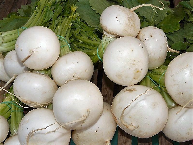 3000 SHOGOIN TURNIP White Japanese Brassica Rapa Root & Greens Vegetable Seeds