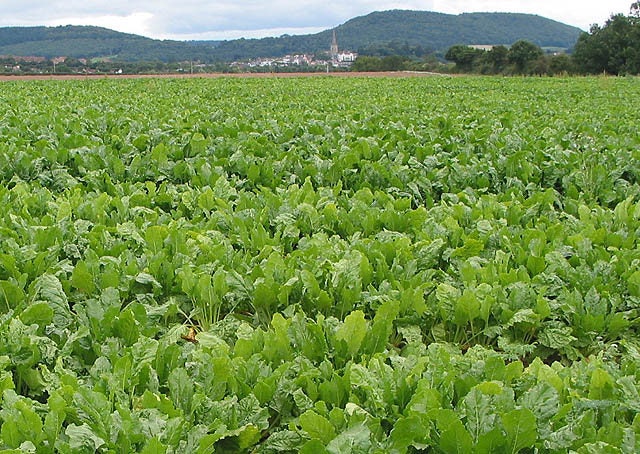 3000 SHOGOIN TURNIP White Japanese Brassica Rapa Root & Greens Vegetable Seeds