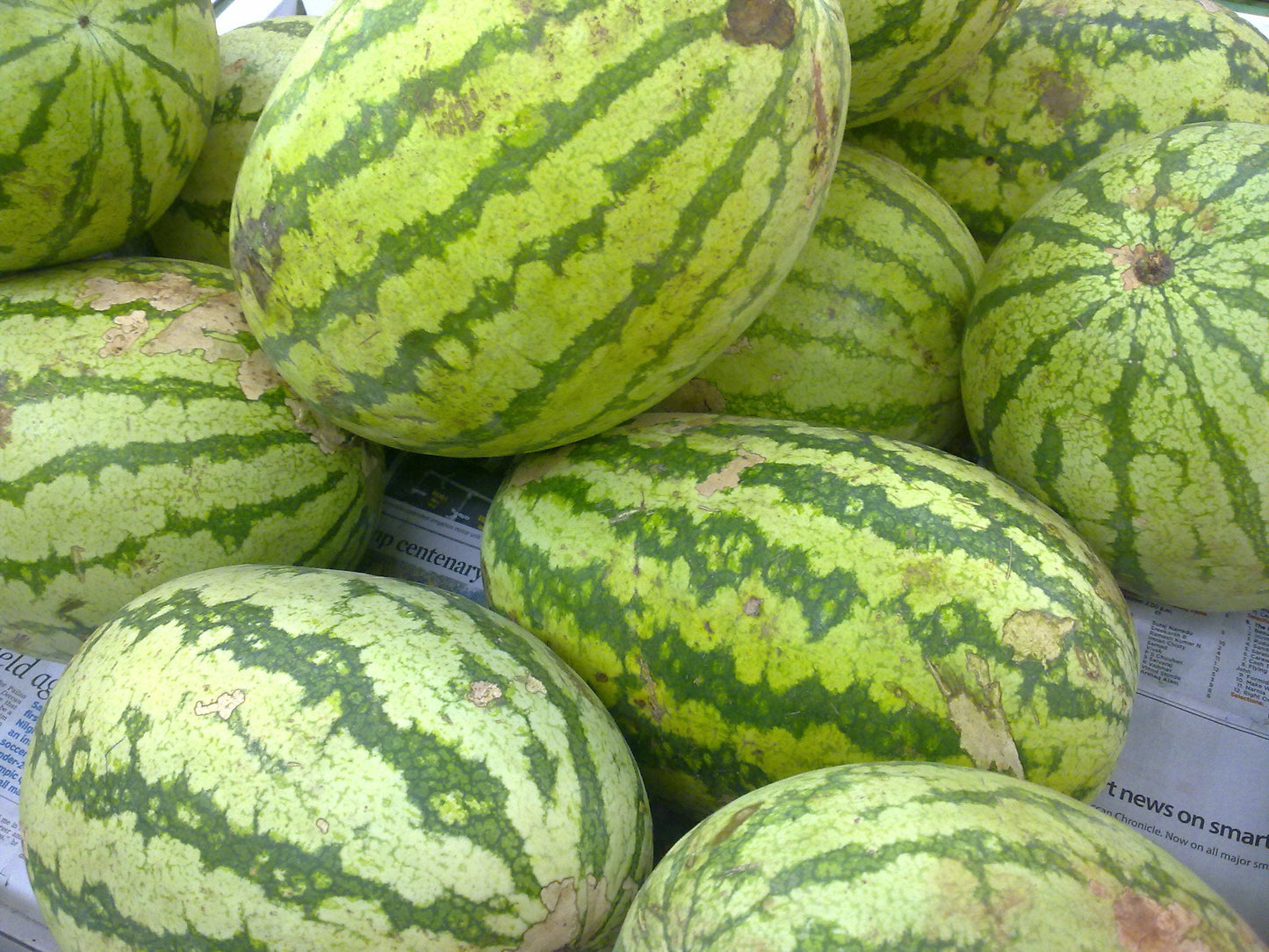 20 CAL SWEET Supreme WATERMELON Red Citrullus Lanatus 30 lb Melon Fruit Seeds