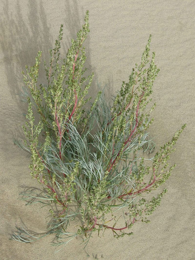500 BEACH WORMWOOD Artemisia Caudata Silvermound Red Sagewort Herb Flower Seeds