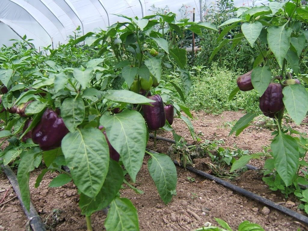 75 PURPLE BEAUTY PEPPER ( Sweet Mild Bell ) Capsicum Annuum Vegetable Seeds