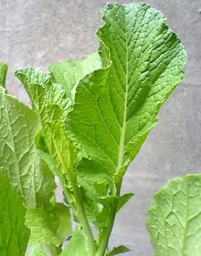 3000 FLORIDA BROADLEAF MUSTARD Brassica Juncea Herb Vegetable Seeds