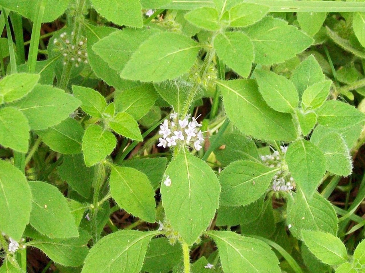 50 WHITE WOOD MINT Mentha Arvensis Wild Field Herb Flower Seeds
