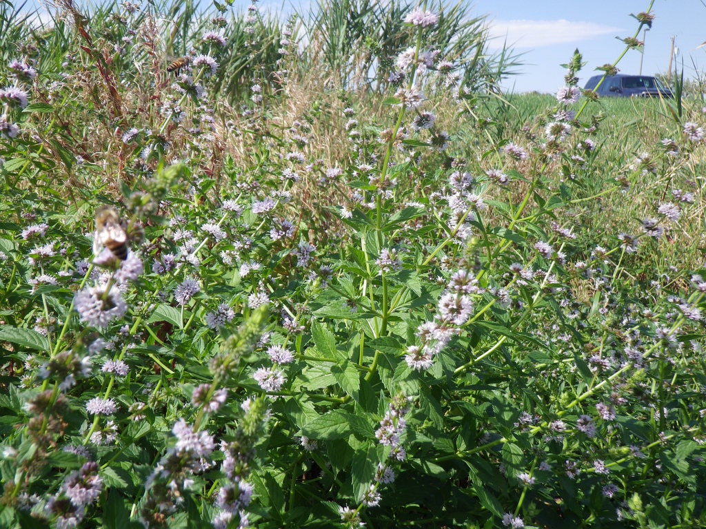 50 WHITE WOOD MINT Mentha Arvensis Wild Field Herb Flower Seeds