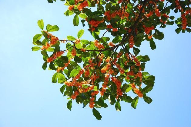 1 NUTMEG TREE Seed Myristica Fragrans Pala MACE Fruit Nut Pumpkin Pie Spice