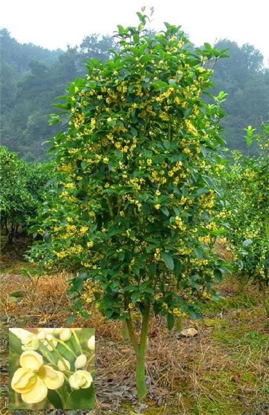 1 NUTMEG TREE Seed Myristica Fragrans Pala MACE Fruit Nut Pumpkin Pie Spice