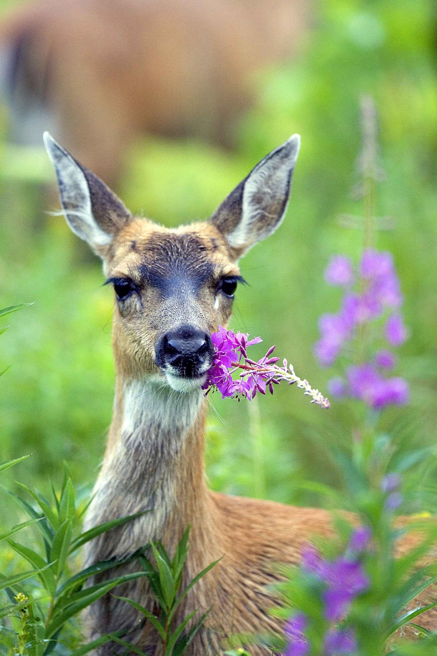300 FIREWEED / ROSEBAY (Great Willowherb) Epilobium Angustifolium Flower Seeds