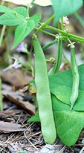 50 ROMA Italian GREEN BEAN Phaseolus Vulgaris Vegetable Seeds