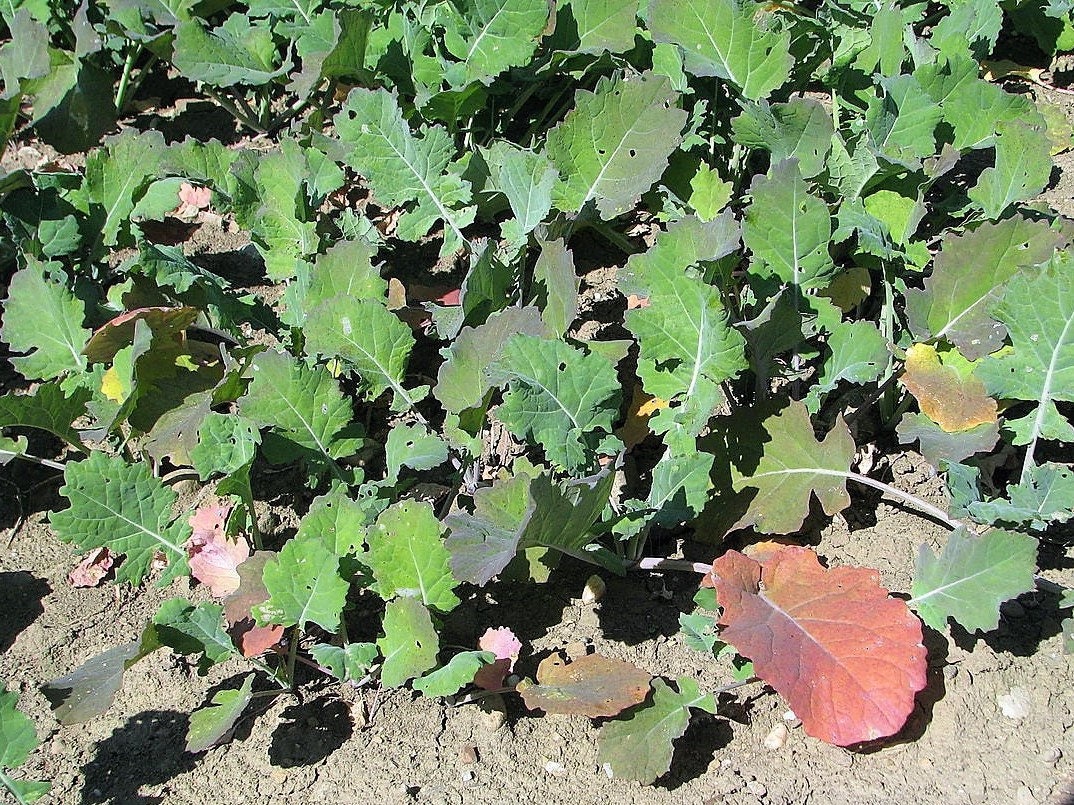 1000 Dwarf ESSEX RAPE KALE Brassica Napus Vegetable Seeds