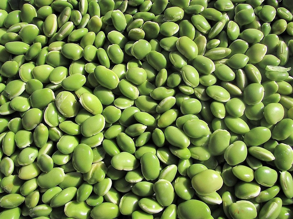 50 BABY LIMA BEAN Phaseolus Lunatus Vegetable Seeds