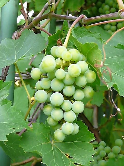 50 GREEN (Dessert / Table) GRAPE Vitis Vinifera Fruit Vine Seeds