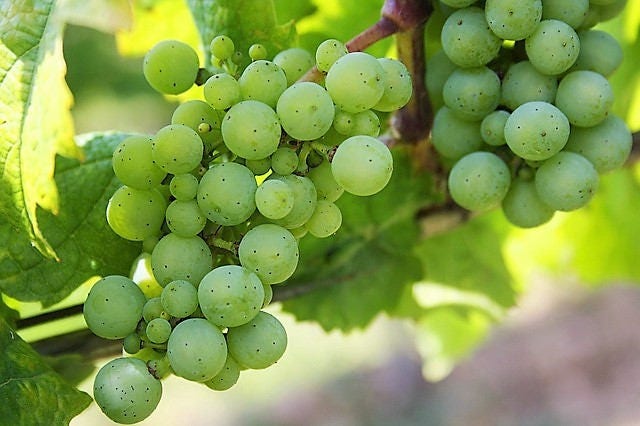 50 GREEN (Dessert / Table) GRAPE Vitis Vinifera Fruit Vine Seeds