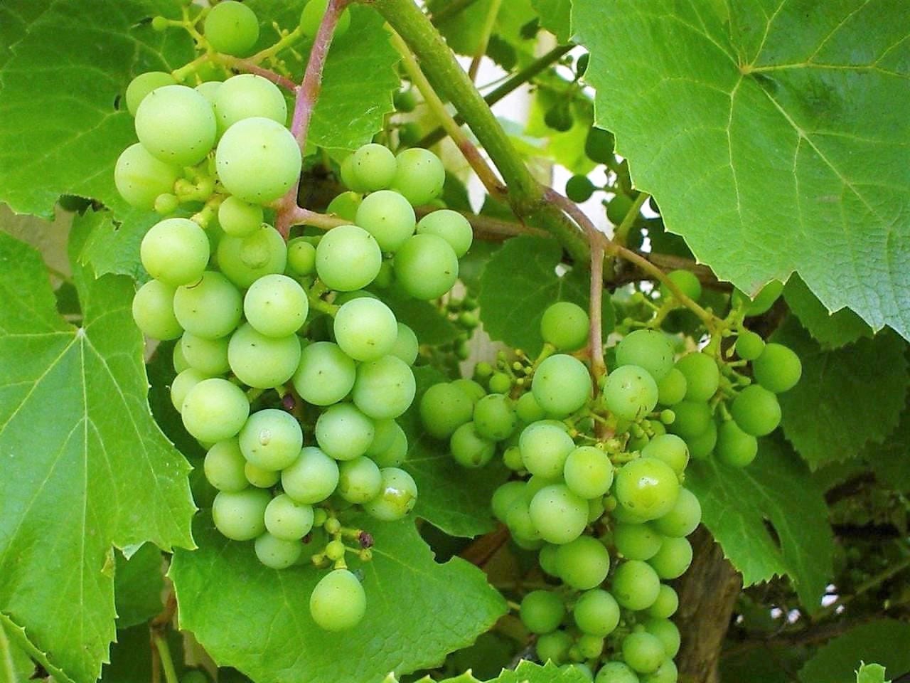 50 GREEN (Dessert / Table) GRAPE Vitis Vinifera Fruit Vine Seeds