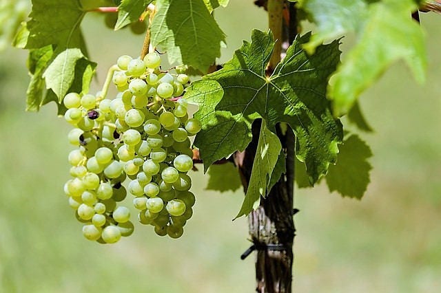 50 GREEN (Dessert / Table) GRAPE Vitis Vinifera Fruit Vine Seeds
