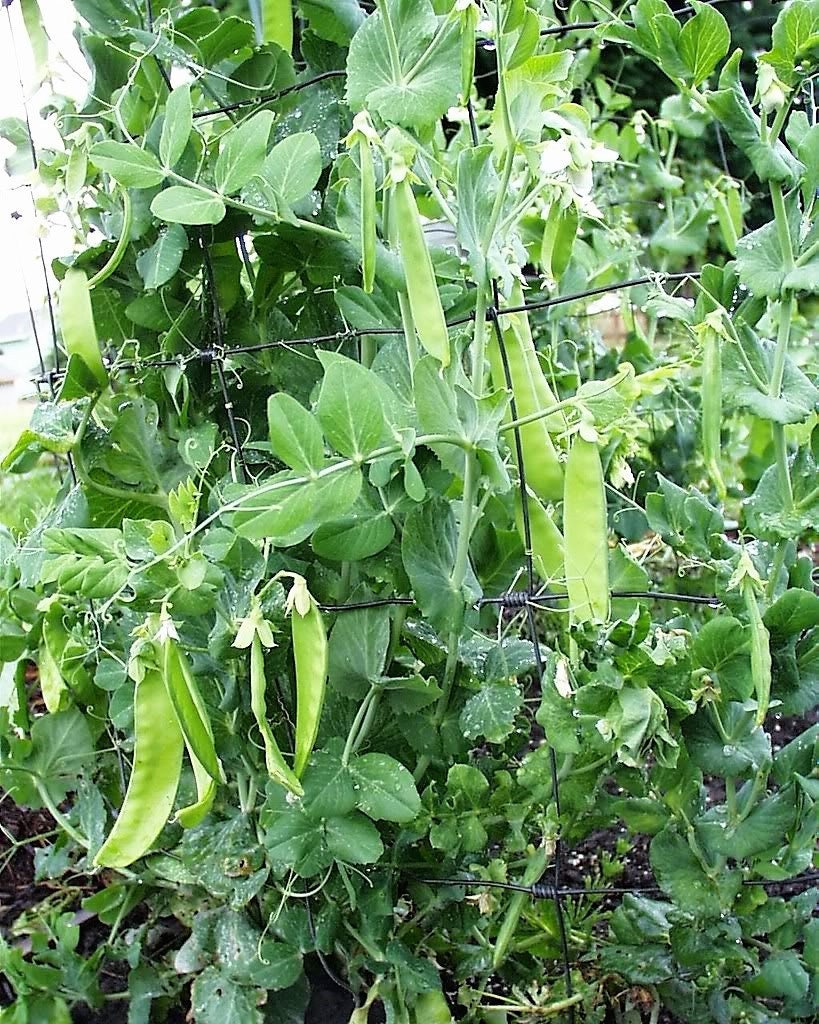 50 Oregon SUGAR POD II Pea Pisum Sativum Macrocarpon Vegetable Seeds