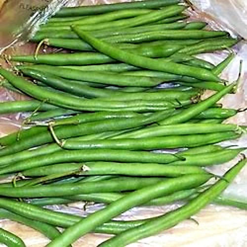 50 GREENCROP GREEN BEAN Phaseolus Vulgaris Vegetable Seeds