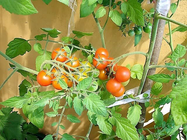 300 LARGE Red CHERRY TOMATO Lycopersicon Lycopersicum Fruit Vegetable Seeds