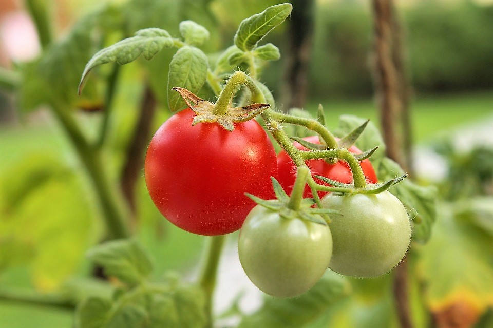 300 LARGE Red CHERRY TOMATO Lycopersicon Lycopersicum Fruit Vegetable Seeds