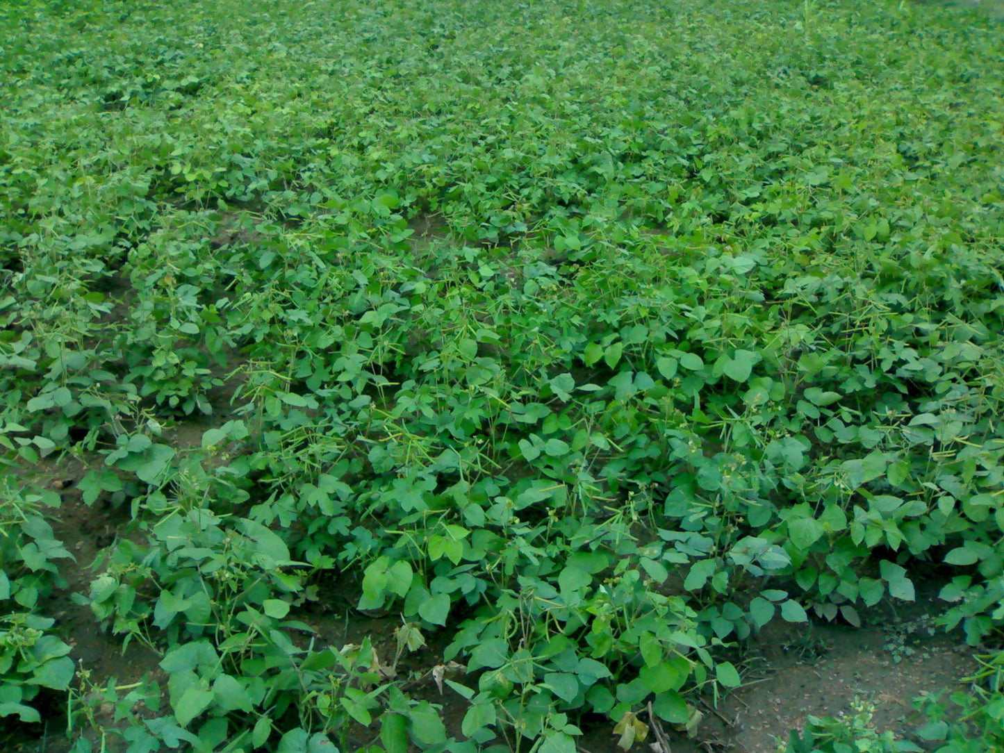 150 MUNG BEAN Moong Sprouts Golden Gram Green Vigna Radiata Vegetable Seeds