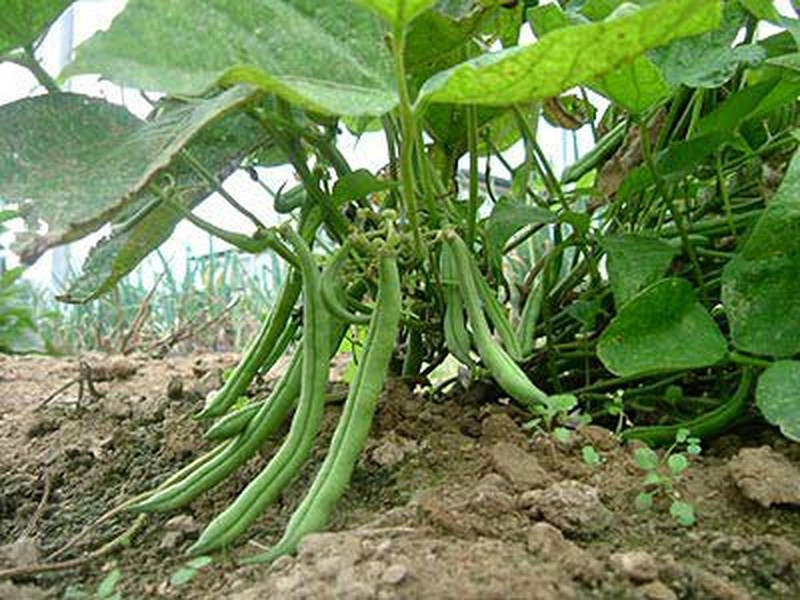 50 BURPEE STRINGLESS Green Pod BEAN French Phaseolus Vulgaris Vegetable Seeds
