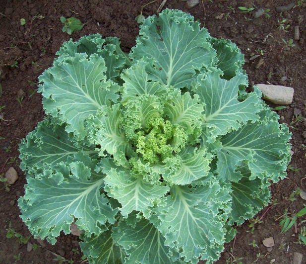 1000 PREMIER KALE Early Hanover Brassica Oleracea Greens Vegetable Seeds