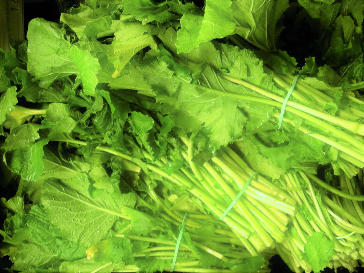 1000 HANOVER SALAD Spring KALE Smooth Siberian Brassica Napus Vegetable Seeds